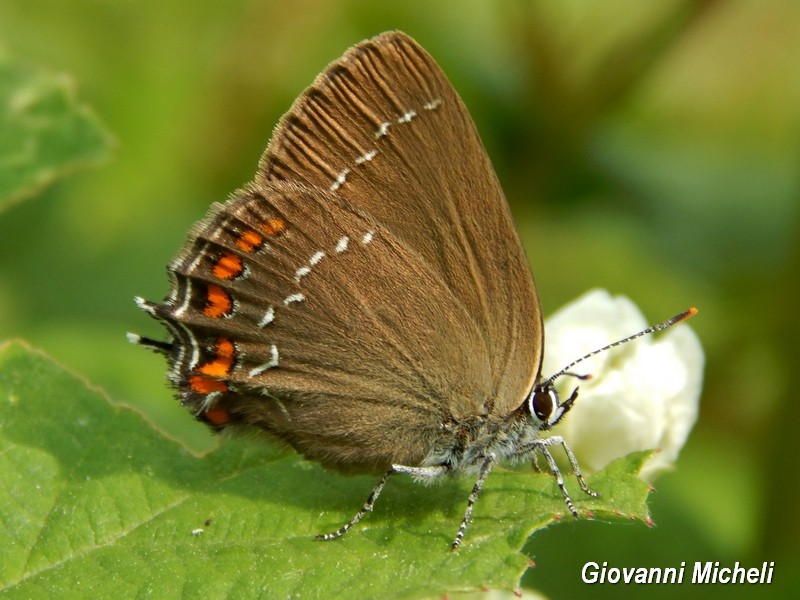 Alla ricerca del Satyrium pruni